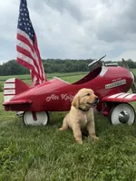 Hans, a male Golden Retriever for sale in Gettysburg, PA – 2 of 9
