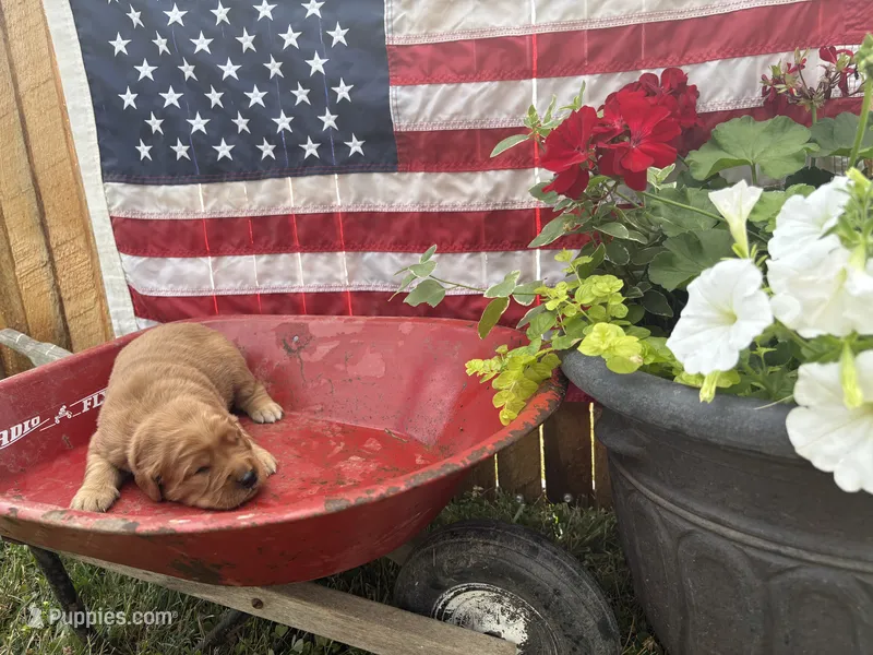 Liesl  – Golden Retriever puppy for sale in Gettysburg, PA