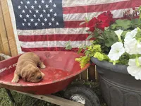 Liesl , a female Golden Retriever for sale in Gettysburg, PA – 1 of 4