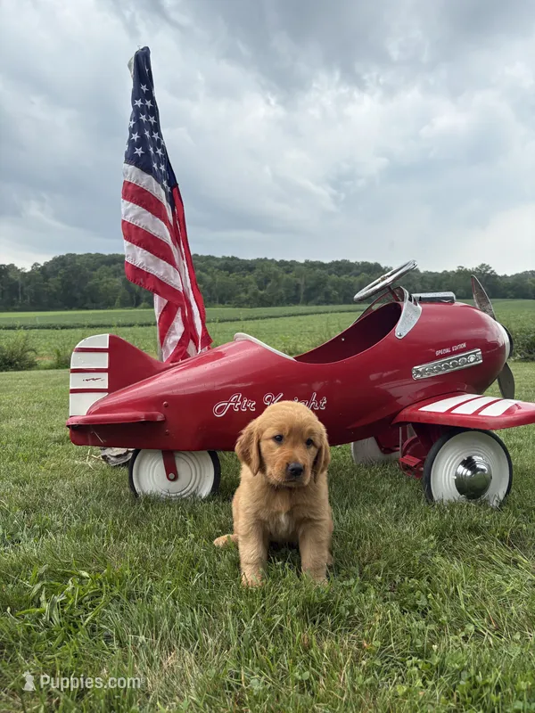 Liesl  – Golden Retriever puppy for sale in Gettysburg, PA