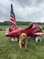 Liesl , a female Golden Retriever for sale in Gettysburg, PA – 2 of 9