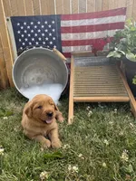 Liesl , a female Golden Retriever for sale in Gettysburg, PA – 5 of 9