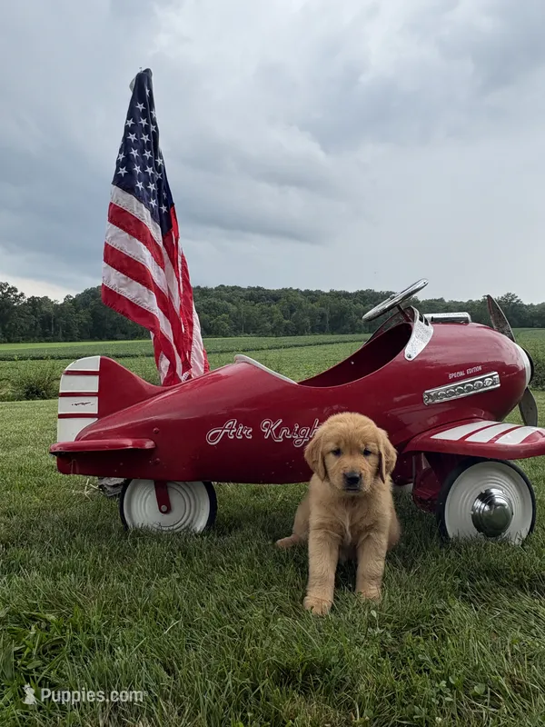 Edelweiss  – Golden Retriever puppy for sale in Gettysburg, PA