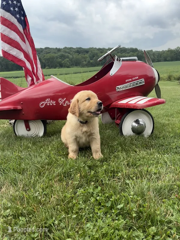 Captain Von Trapp – Golden Retriever puppy for sale in Gettysburg, PA