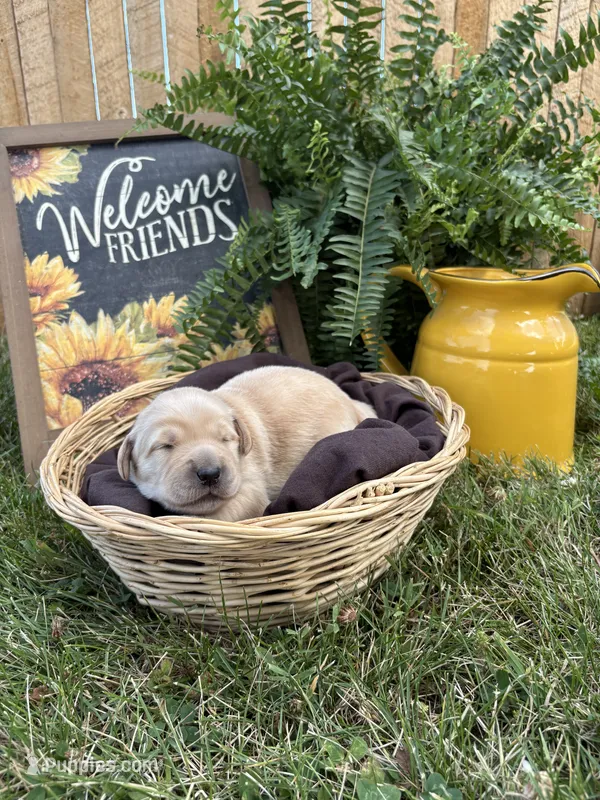 Tigger – Golden Retriever puppy for sale in Gettysburg, PA
