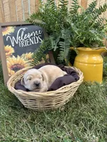 Tigger, a male Golden Retriever for sale in Gettysburg, PA – 1 of 4