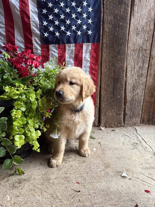 Captain Von Trapp – Golden Retriever puppy for sale in Gettysburg, PA