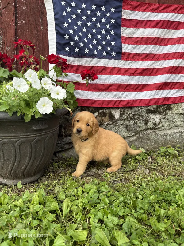 Edelweiss  – Golden Retriever puppy for sale in Gettysburg, PA