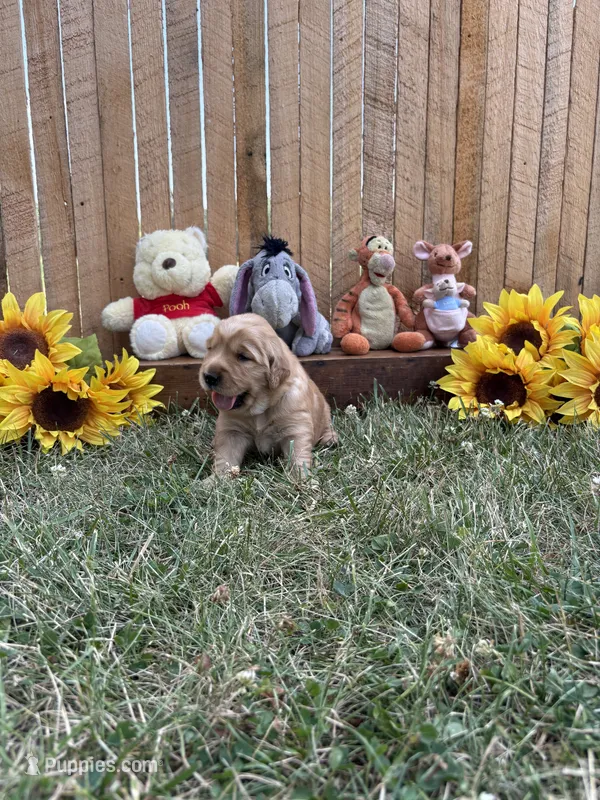 Roo – Golden Retriever puppy for sale in Gettysburg, PA