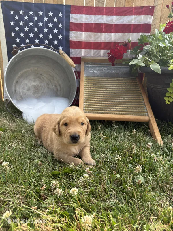 Rolfe – Golden Retriever puppy for sale in Gettysburg, PA