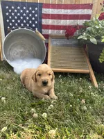 Rolfe, a male Golden Retriever for sale in Gettysburg, PA – 5 of 9