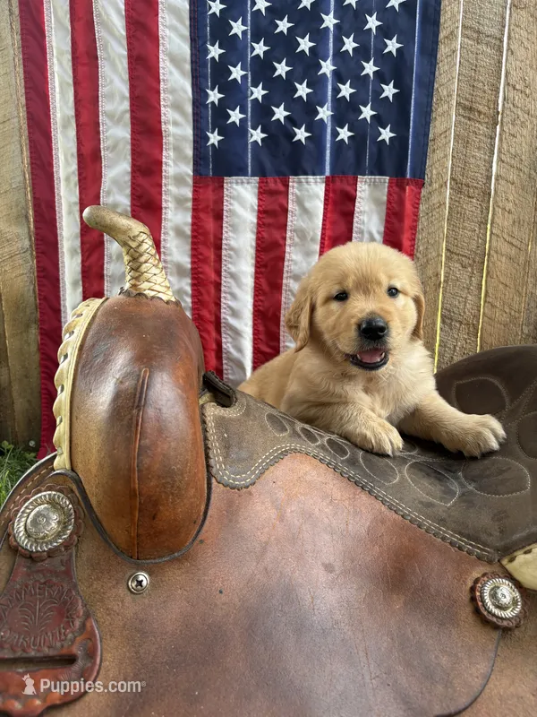 Captain Von Trapp – Golden Retriever puppy for sale in Gettysburg, PA