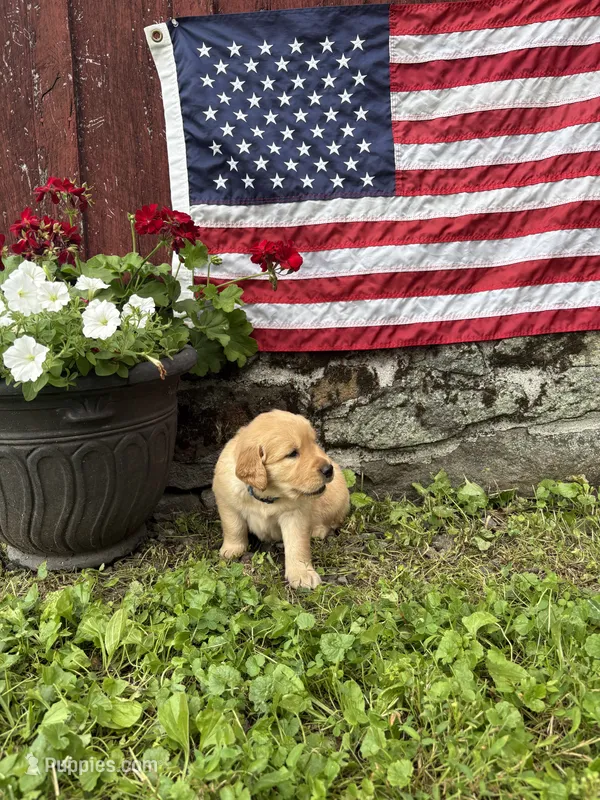 Captain Von Trapp – Golden Retriever puppy for sale in Gettysburg, PA