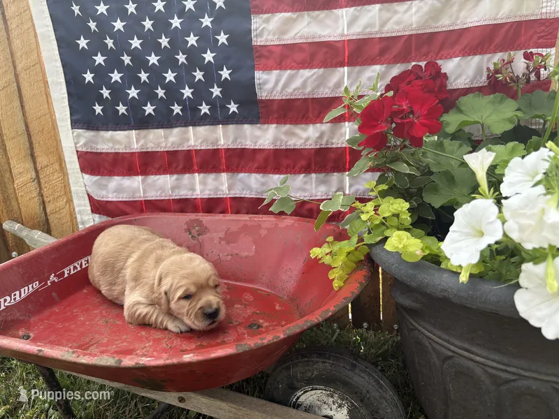 Gretl – Golden Retriever puppy for sale in Gettysburg, PA