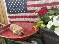 Gretl, a female Golden Retriever for sale in Gettysburg, PA – 1 of 4