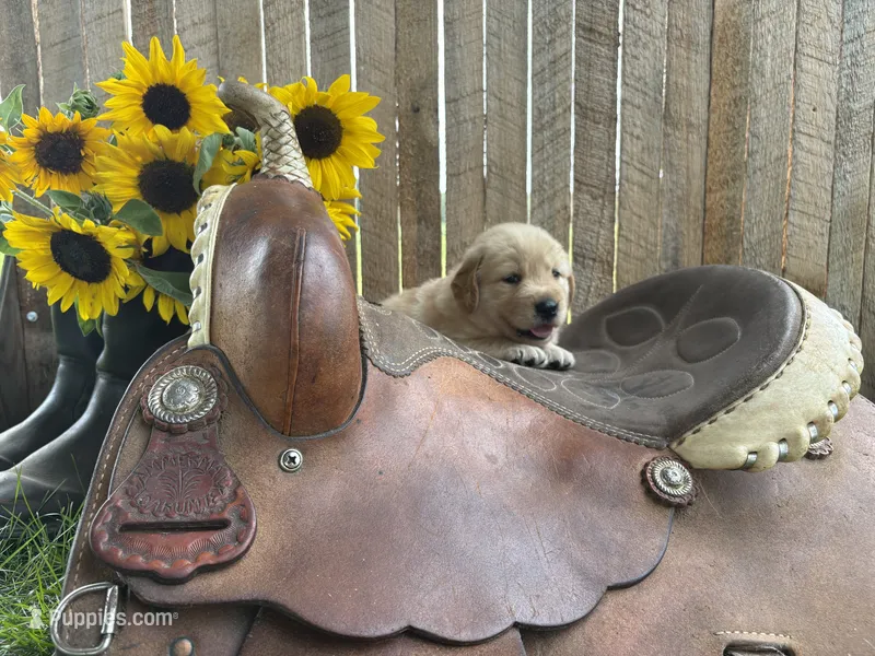 Tigger – Golden Retriever puppy for sale in Gettysburg, PA