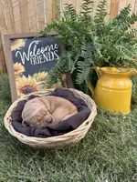 Kanga, a female Golden Retriever for sale in Gettysburg, PA – 1 of 4