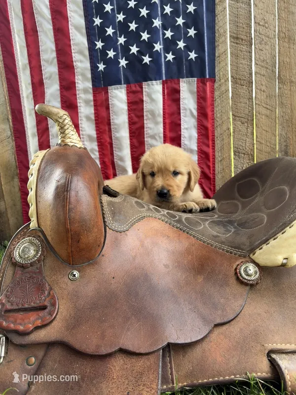 Hans – Golden Retriever puppy for sale in Gettysburg, PA
