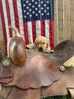 Hans, a male Golden Retriever for sale in Gettysburg, PA – 3 of 9
