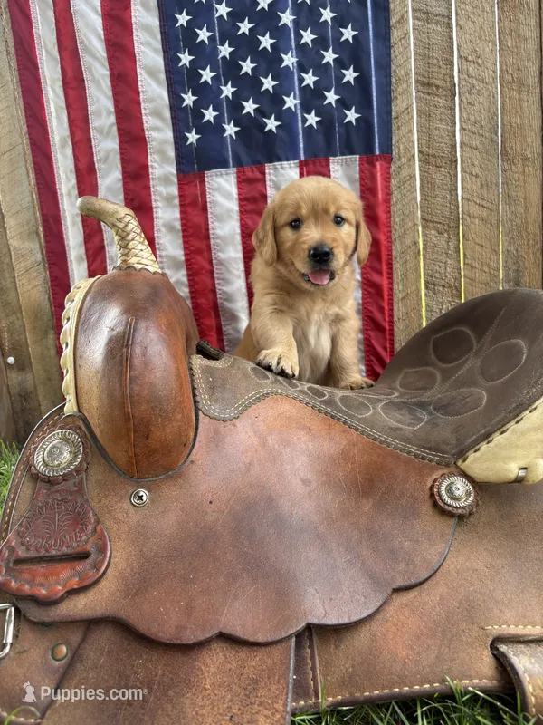 Uncle Max – Golden Retriever puppy for sale in Gettysburg, PA