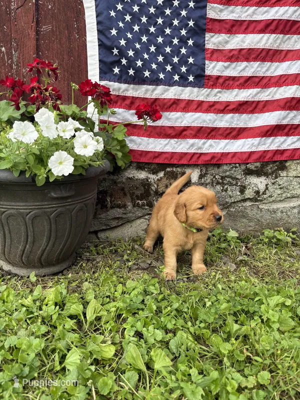 Fraulein Maria  – Golden Retriever puppy for sale in Gettysburg, PA