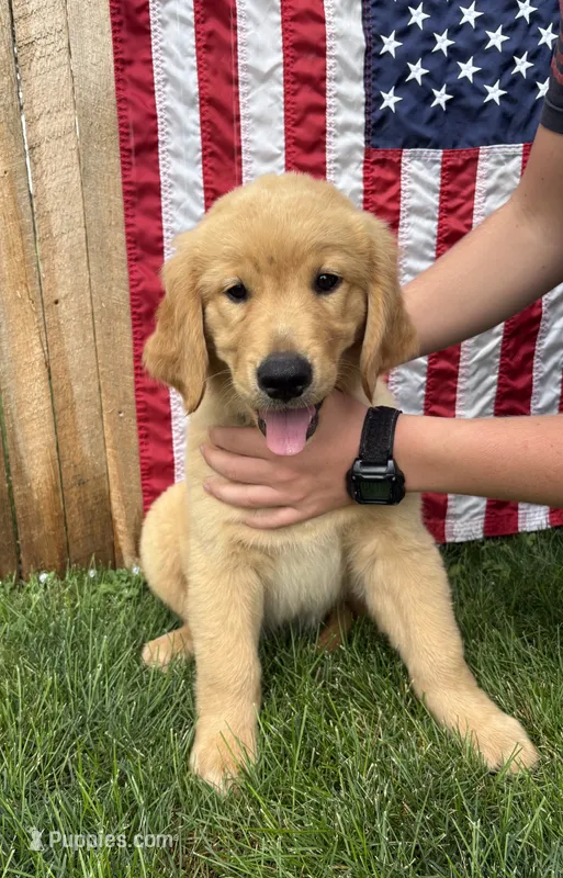 Rolfe – Golden Retriever puppy for sale in Gettysburg, PA