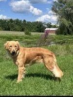 Liesl , a female Golden Retriever for sale in Gettysburg, PA – 2 of 4