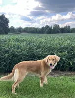 Pooh Bear, a male Golden Retriever for sale in Gettysburg, PA – 2 of 4