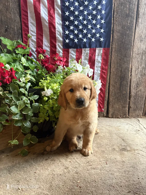 Rolfe – Golden Retriever puppy for sale in Gettysburg, PA