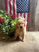 Rolfe, a male Golden Retriever for sale in Gettysburg, PA – 1 of 9