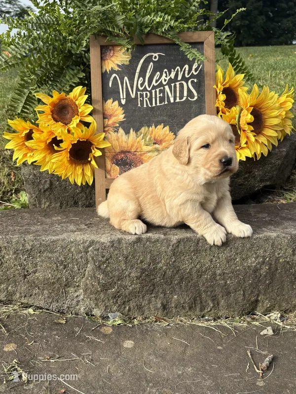 Pooh Bear – Golden Retriever puppy for sale in Gettysburg, PA