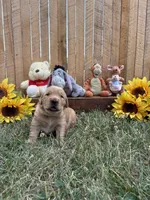Kanga, a female Golden Retriever for sale in Gettysburg, PA – 4 of 8