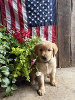 Gretl, a female Golden Retriever for sale in Gettysburg, PA – 1 of 9