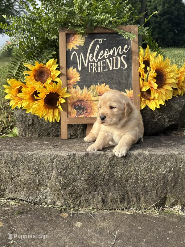 Tigger – Golden Retriever puppy for sale in Gettysburg, PA