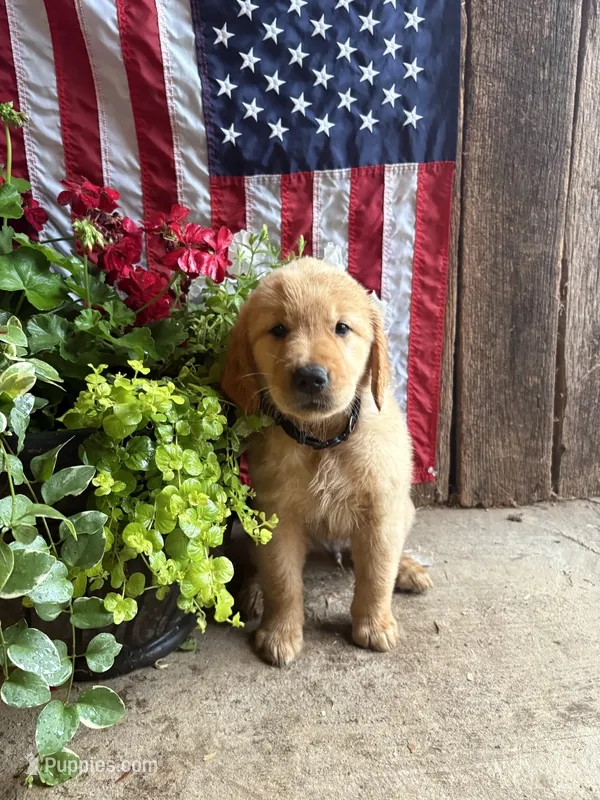 Hans – Golden Retriever puppy for sale in Gettysburg, PA
