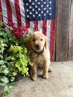 Hans, a male Golden Retriever for sale in Gettysburg, PA – 1 of 9
