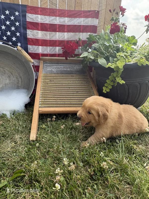 Edelweiss  – Golden Retriever puppy for sale in Gettysburg, PA