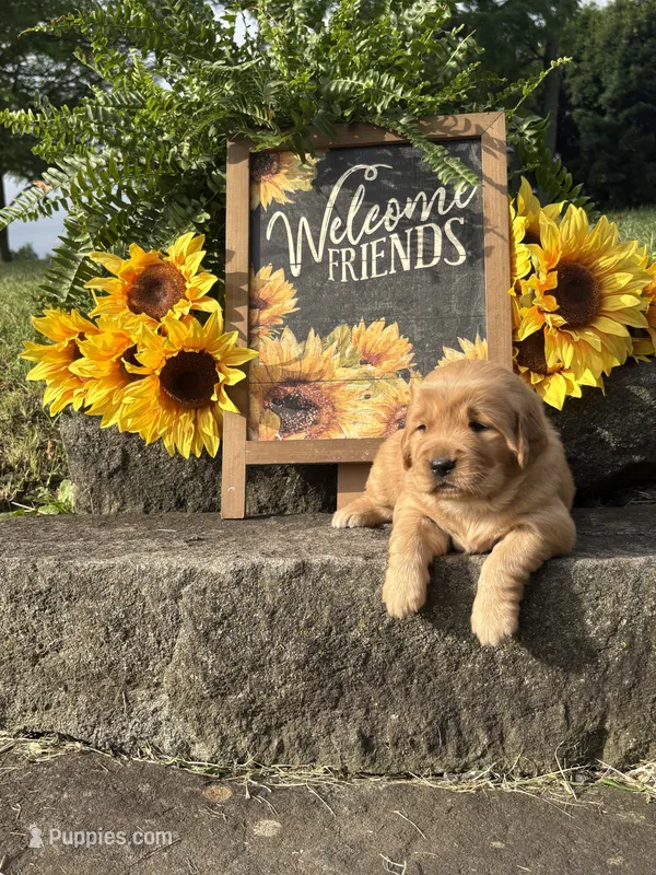 Kanga – Golden Retriever puppy for sale in Gettysburg, PA