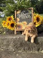 Kanga, a female Golden Retriever for sale in Gettysburg, PA – 3 of 8