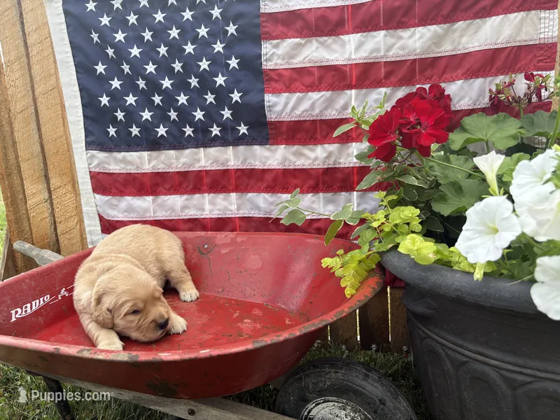 Hans – Golden Retriever puppy for sale in Gettysburg, PA