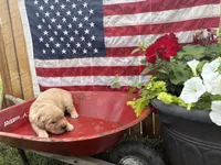Hans, a male Golden Retriever for sale in Gettysburg, PA – 1 of 4