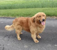 Liesl , a female Golden Retriever for sale in Gettysburg, PA – 3 of 4