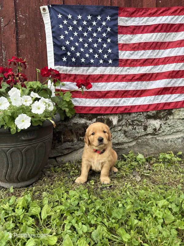 Uncle Max – Golden Retriever puppy for sale in Gettysburg, PA