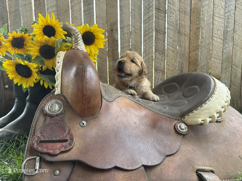 Roo – Golden Retriever puppy for sale in Gettysburg, PA
