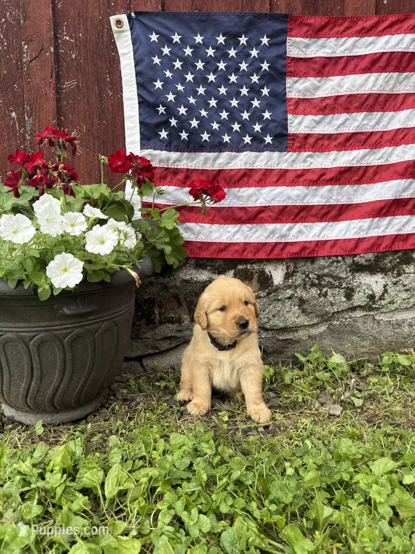 Hans – Golden Retriever puppy for sale in Gettysburg, PA