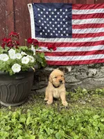 Hans, a male Golden Retriever for sale in Gettysburg, PA – 4 of 9