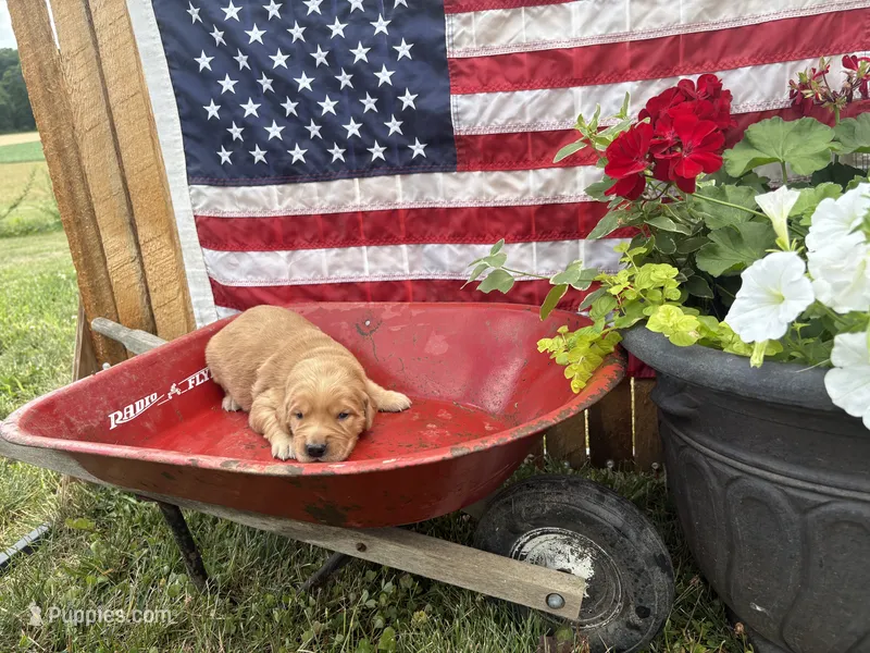 Uncle Max – Golden Retriever puppy for sale in Gettysburg, PA