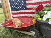 Uncle Max, a male Golden Retriever for sale in Gettysburg, PA – 1 of 4