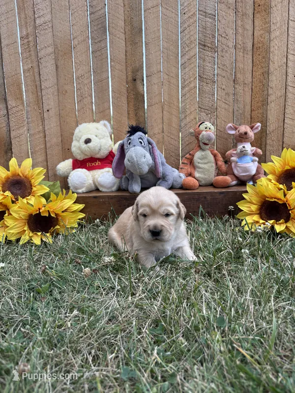 Tigger – Golden Retriever puppy for sale in Gettysburg, PA