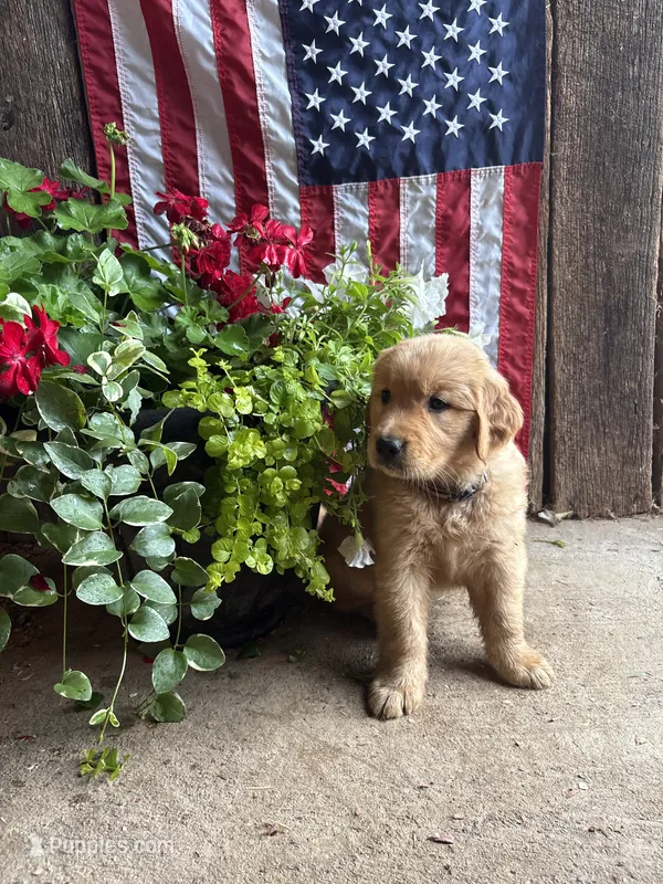 Roo – Golden Retriever puppy for sale in Gettysburg, PA